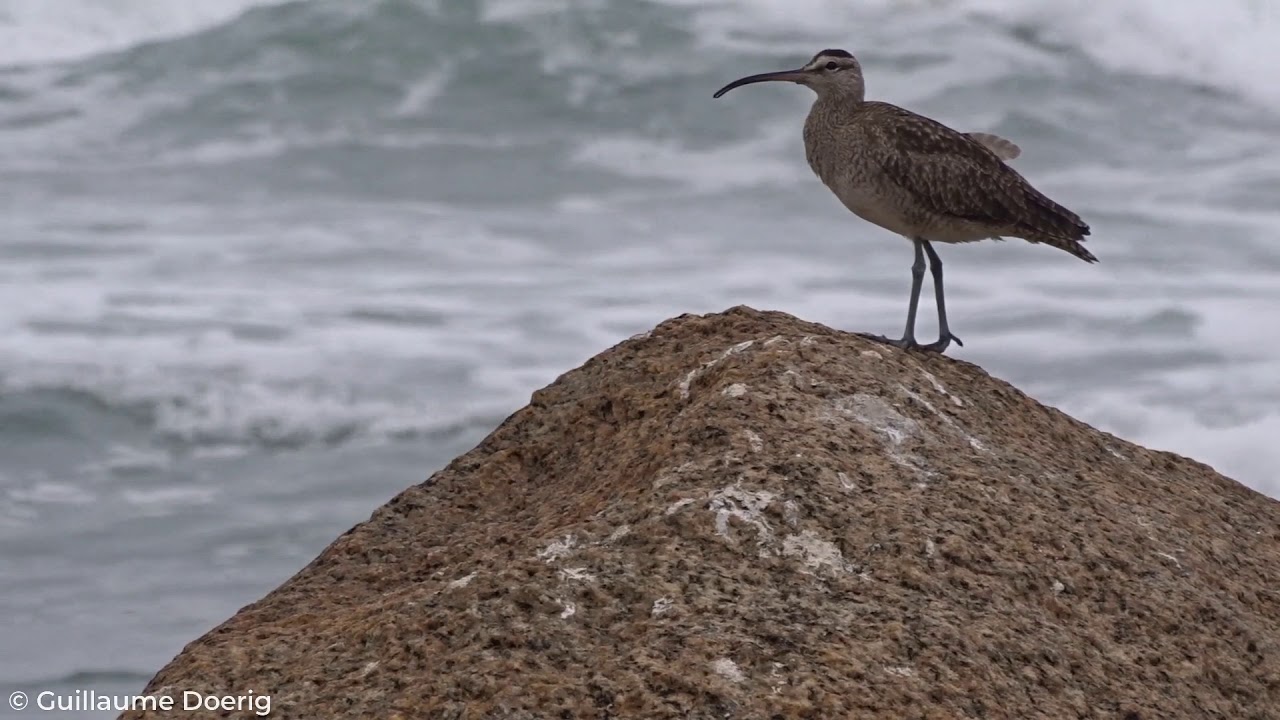 Whimbrel (Numenius phaeopus) | Zarapito común | El Quisco, Valparaíso (CHILE)