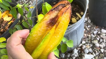 Khế thái và khế đài Loan- loại nào ngon hơn ??? 727.666.4637