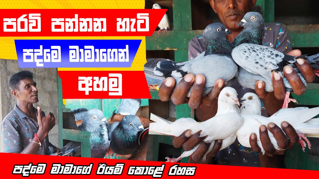 පරවි ට්‍රේන් කරන විදිහ පද්මේ මාමාගෙන් අහමු | How to Train Timing pigeon | Royal Pets @Royalpets