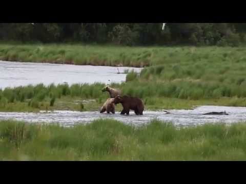 Grizzly Vs Grizzly Bears Chase And Attack HD Alaska
