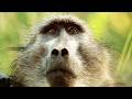 Baboon Gangs Go Head To Head 4K Documentary 