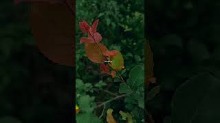 Ajnabi Hawayein S Status Short  love shorts trending song viral