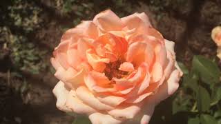 ⁣Роза Фантазия Мондиаль /Fantasia Mondiale. 1-ое цветение после посадки / Мариана и Михаил