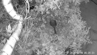 🐦 Watch Cardinals Lay Eggs (Night Vision)