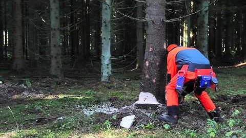 Working with chainsaws: Felling cut straight from behind