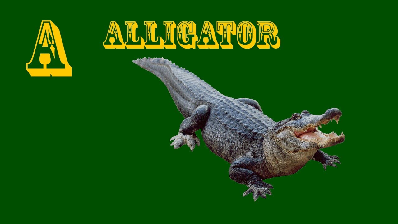 A to Z alphabet Animals for kids learning (Children learning) Latest