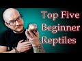 Top 5 Best Beginner Reptiles