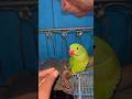 Baby parrot | baby parrot talking | parrot talking | #viral #parrot #fristvlog #newyoutuber #shorts