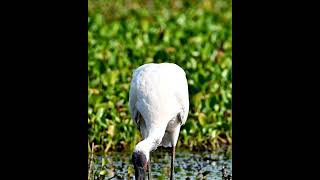 Jabiru (Jabiru mycteria) #wildlife #natureza