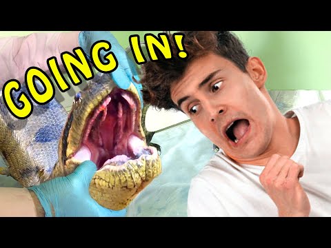 Man is EATEN BY A GIANT ANACONDA -- For Science!