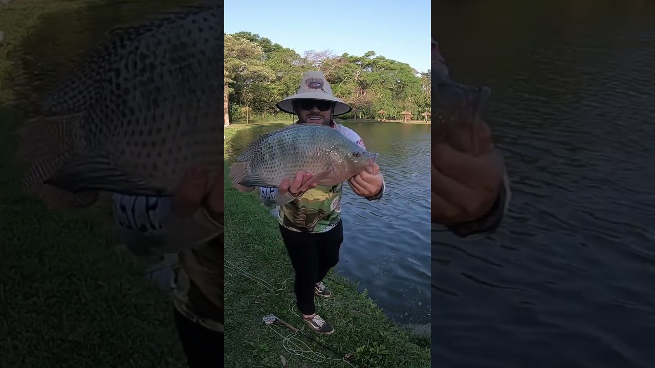 Tilápia GIGANTE no FLY - Pesqueiro Osato