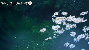 Đông Cúc Hoạ Mi | Cao Tùng Anh