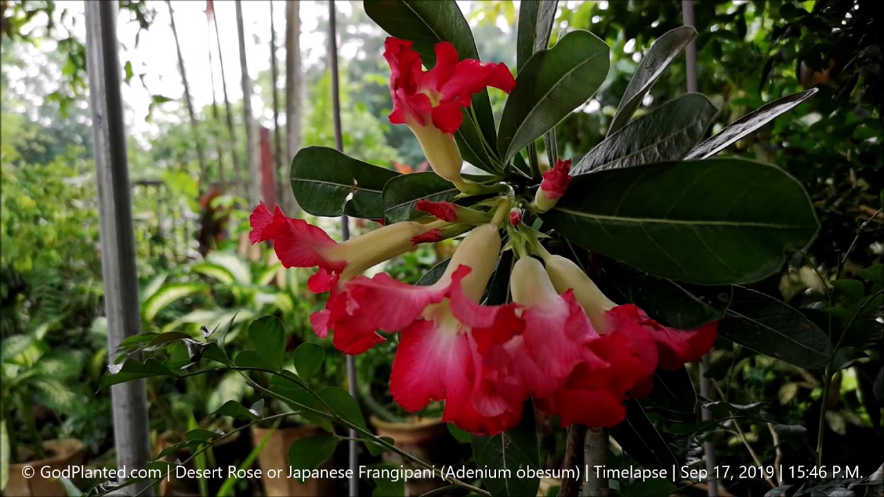 GodPlanted.com | Desert Rose or Japanese Frangipani (Adenium obesum) | Timelapse | Sep 17, 2019