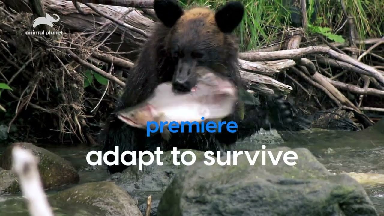 World's Only Entertainment Channel for Animal Lovers!