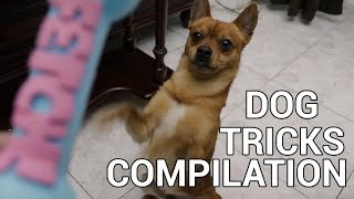 Dog tricks compilation Episode 1/3