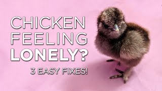 HOW TO: Help Your Lonely Chick (3 Steps)