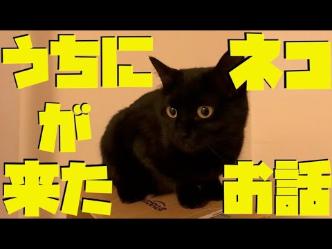 🐾[猫里親]黒ねこ きゅうちゃんの生い立ち - うちに猫が来たお話🤭保護猫と先住の柴犬、家族のふれあい。猫の里親に応募して・猫里親の探し方・初めて猫を飼いました‼️