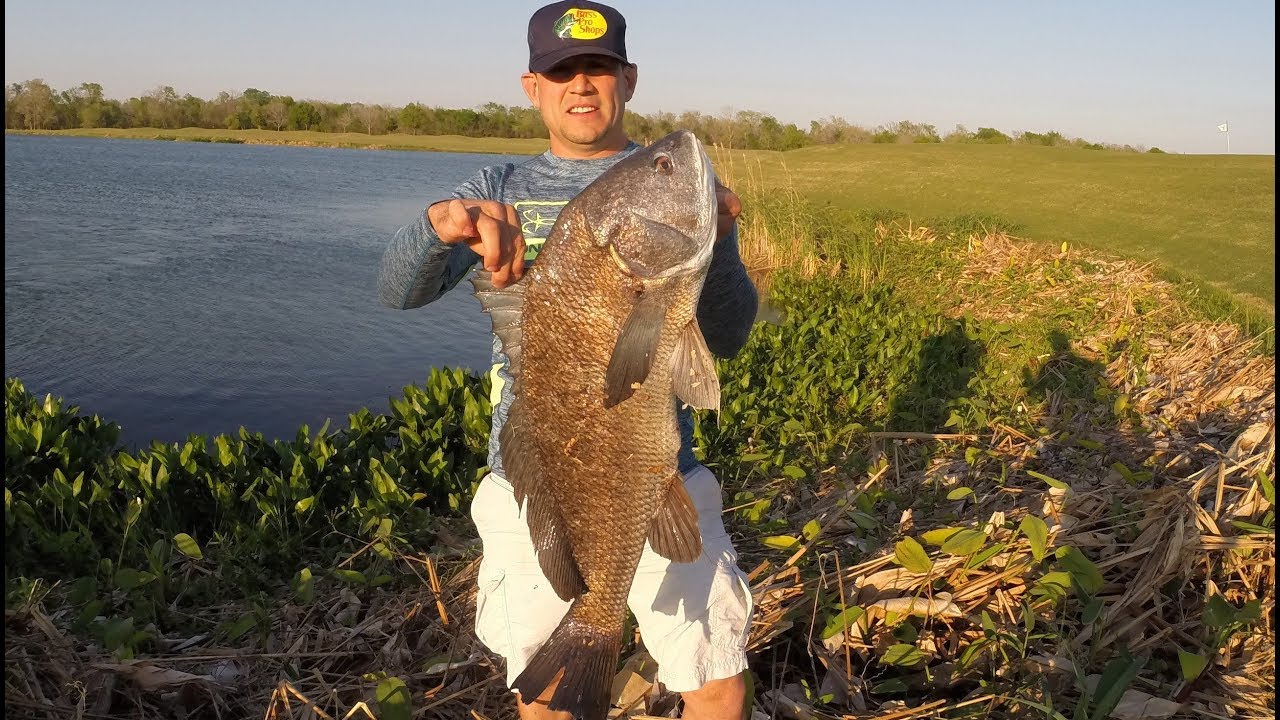 freshwater drum fishing 