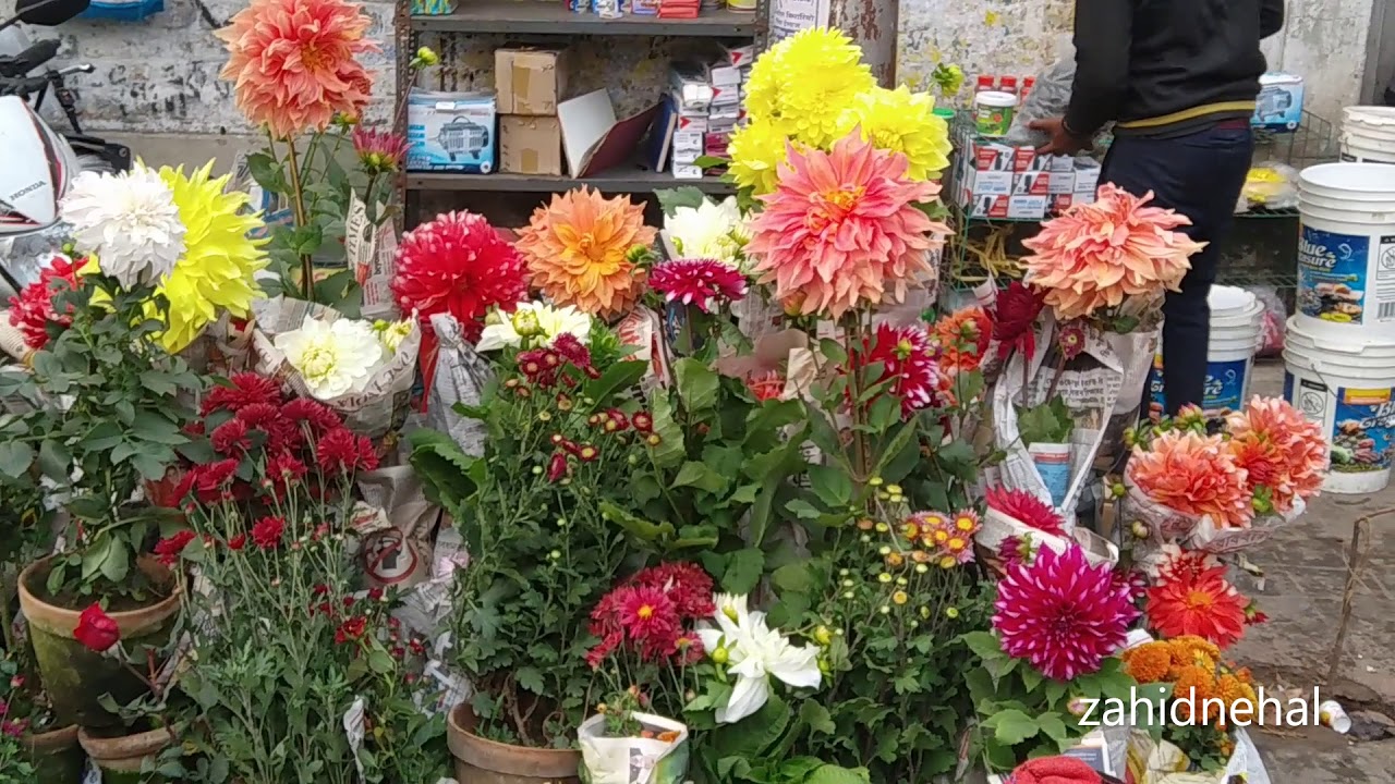 GALIFF STREET ROSE FLOWER  TRAM DEPOT VISIT 17 JANUARY 2021