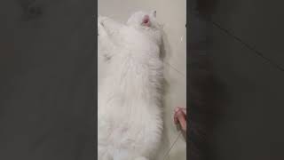 hum pagal nahi hai bhaiya..🥰🥰😹😹😺😇 #cat #panchamrut #viral #cute #trending #cutecat