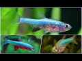 Рыбка малышка Расбора Аксельрода. Как содержать, кормить и разводить Rasbora  Sundadanio axelrodi