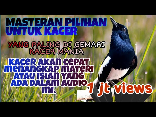 MASTERAN KACER FULL ISIAN Tengkek Buto,cililin,gereja tarung,kapas tembak,belalang kecek. class=