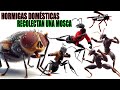 Hormigas domsticas recolectan una mosca corregido