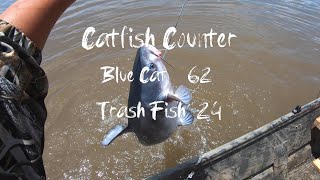 Trotline Fishing for Catfish!  Blue Catfish were running GOOD!
