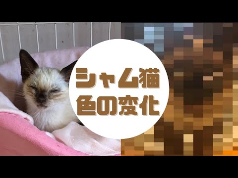 【猫】シャム猫の色の変化【うたまろ】Siamese cats