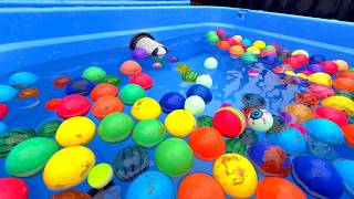 Download Lagu Water Marble Run 1000⭐The beads flowing on the water in the 4-tank aquarium are soothing MP3