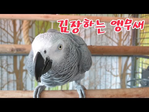 김장하는 앵무새 똘이 루비 [<strong>엄마</strong> <strong>힘내세요</strong>] [연구대상 앵무새 똘이뷰K-parrot]