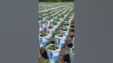 Độc Đáo với cách trồng khoai lang mới #thanthu #kysuhanh #vangla