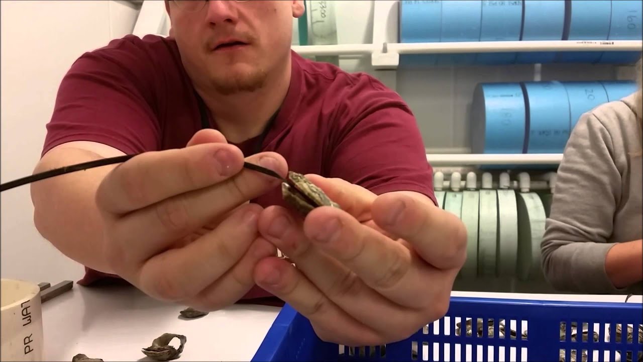 Non destructive sampling of Olympia oyster larvae