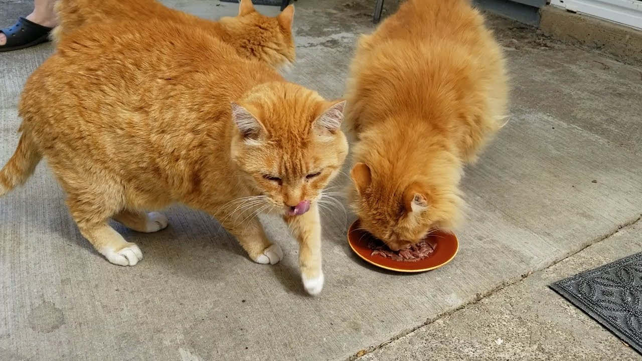 cat condo 2 mod apk Friday flashback of when our ginger cats took the anchovy challenge (M3FC 1067)