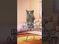 検査はだるいけど大学病院楽しいガチ☺️ #vtuber #cat #猫ミーム #全身性エリテマトーデス