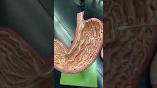 The Stomach
