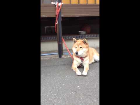 ものボケ