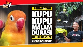 GLOBAL KICAU : Cara Perawatan Dan Settingan Balibu Konslet KUPU-KUPU MALAM Konslet Berdurasi Maut