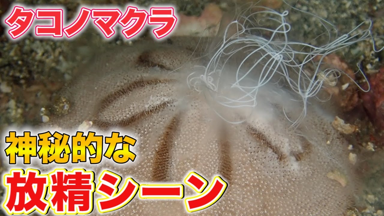 ウニの仲間、タコノマクラの珍しい放精シーンを撮影できました。神秘的