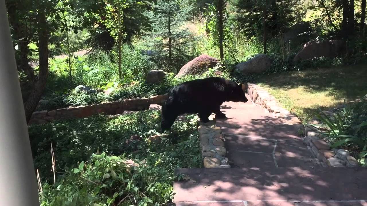 Black bear in yard - YouTube