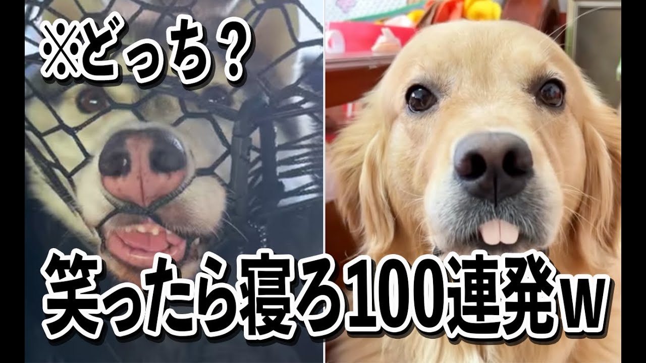 【変顔が酷すぎるｗ】ツッコミどころ満載なおもしろ犬動画100連発ｗｗ【笑ったら寝ろｗｗｗ】
