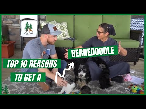 Vídeo: Melhores 10 trelas para Bernedoodles