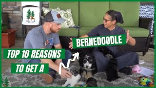 Top 10 Reasons to Get a Bernedoodle