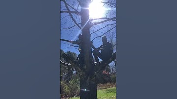 We’re a tree climbing family 🌳 #treeclimbing #countryliving #familyvlog #blackfamilygoals