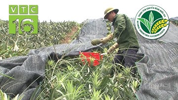 Trồng dứa trên đất cằn cỗi, thu 40 tấn/ha | VTC16