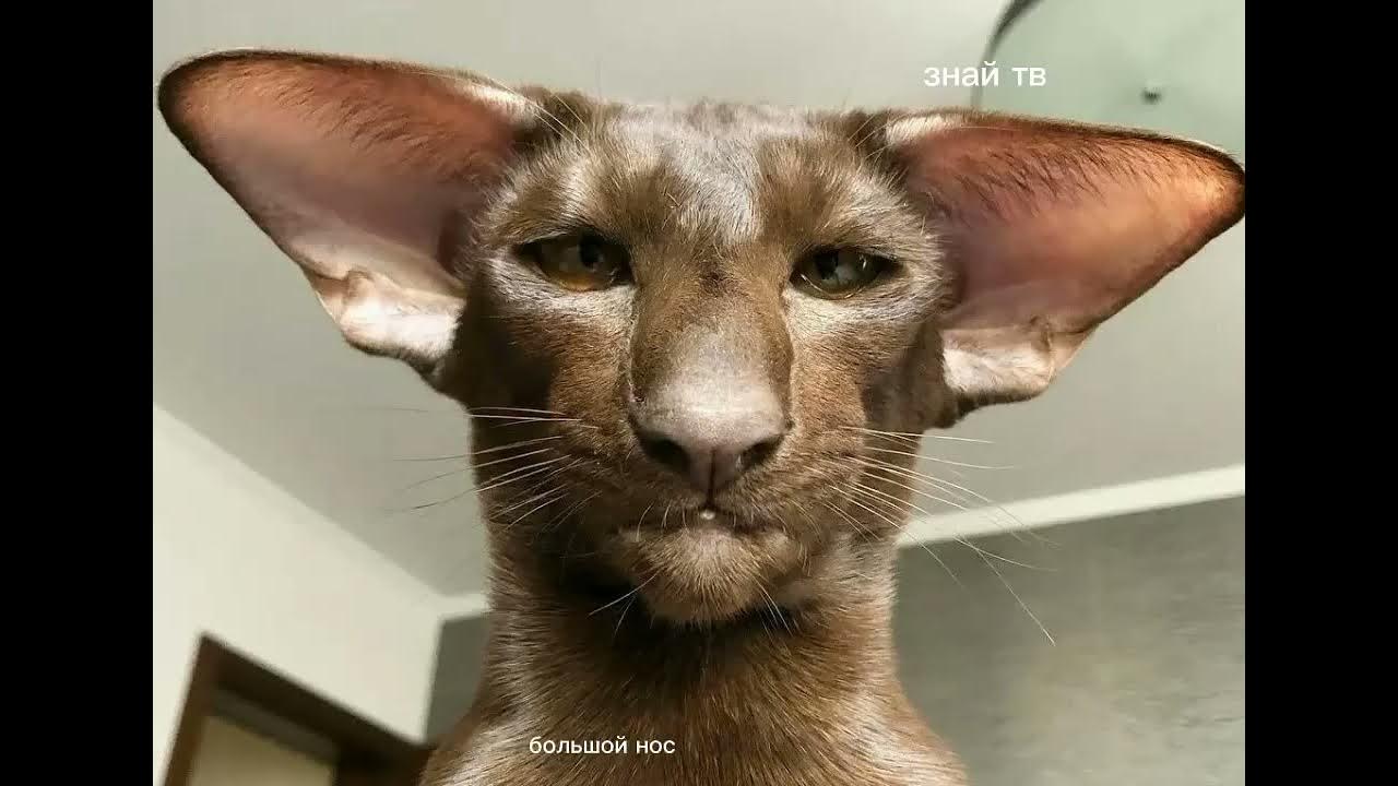 ориентальный кот. кот грузин порода ориентал. ориентальная кошка биколор. ушастые кошки. кошка с большим носом и ушами.