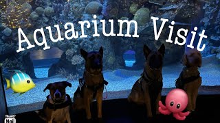 Aquarium Visit With 4 Service Dogs