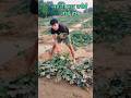 Pahli bar taroi tode khet mein ll #village #explore #viral #shortvideos #technogamerz #trending