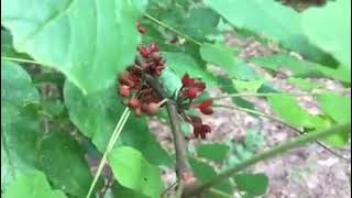 prickly ash ...with michigan herbalist jim mcdonald