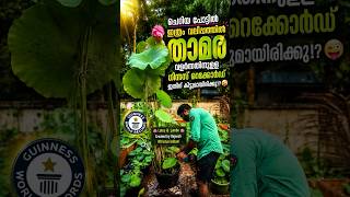ഗിന്നസ് റെക്കോർഡ്  കിട്ടിയ ലോട്ടസ് കണ്ട് നോക്കൂ ?😳🥰 id: jumbo